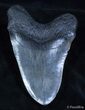 Inch Black Megalodon Tooth - Monster #2329-1